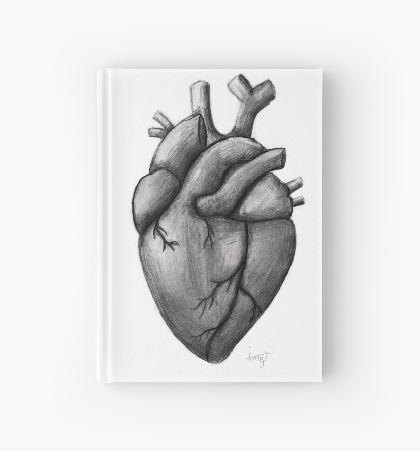 anatomical heart drawing simple