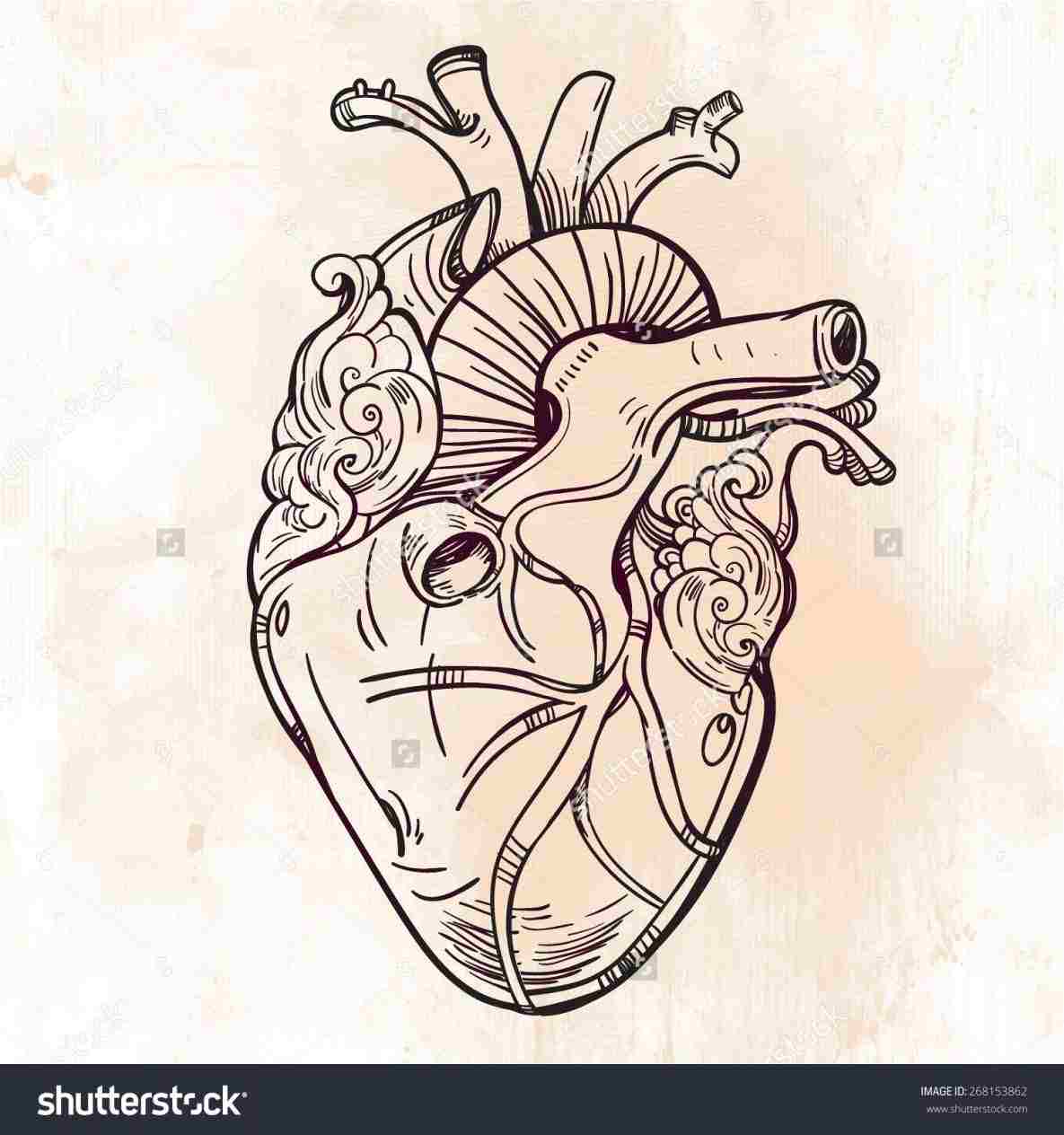 simple anatomical heart drawing