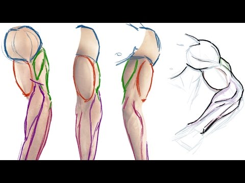 480x360 how to draw the muscles of the arm - Simple Anatomy Drawing