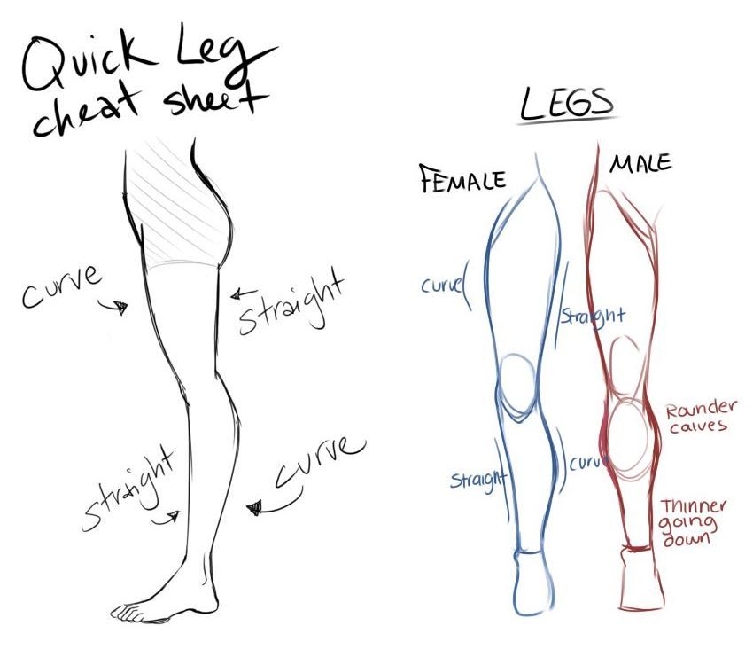 850x750 Two Simple Leg Sheets - Simple Anatomy Drawing
