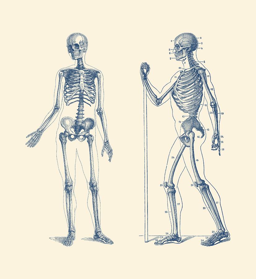 826x900 Walking Skeleton - Simple Anatomy Drawing