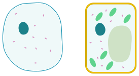 274x150 Filesimple Diagram Of Yeast Cell - Simple Animal Cell Drawing