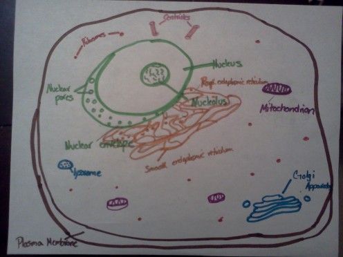 496x372 How To Draw A Cell From An Animal Owlcation - Simple Animal Cell Drawing