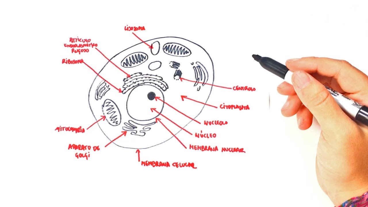 1280x720 How To Draw A Animal Cell Step - Simple Animal Cell Drawing
