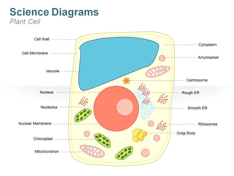 Диаграмма клетки. Plant Cell diagram. Plant Cell drawing. Simple Plant Cell. Plant Cell diagram labeled.