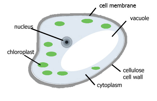 500x321 Plant Cells Diagram Simple - Simple Animal Cell Drawing