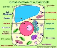 Simple Animal Cell Drawing at PaintingValley.com | Explore collection ...