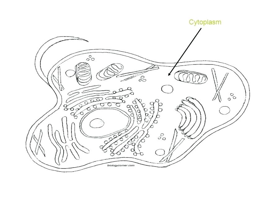 Simple Animal Cell Drawing At Paintingvalley Com Explore Collection Of Simple Animal Cell Drawing