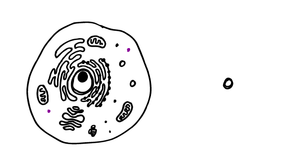 620x335 How To Draw Animal Cell - Simple Animal Cell Drawing