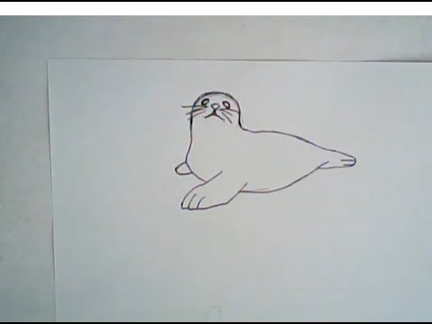 480x360 How To Draw A Harp Seal - Simple Animal Drawings
