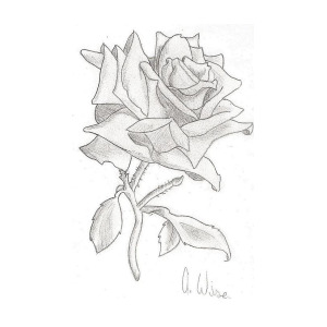 300x300 A Simple Rose Drawing - Simple Ariel Drawing