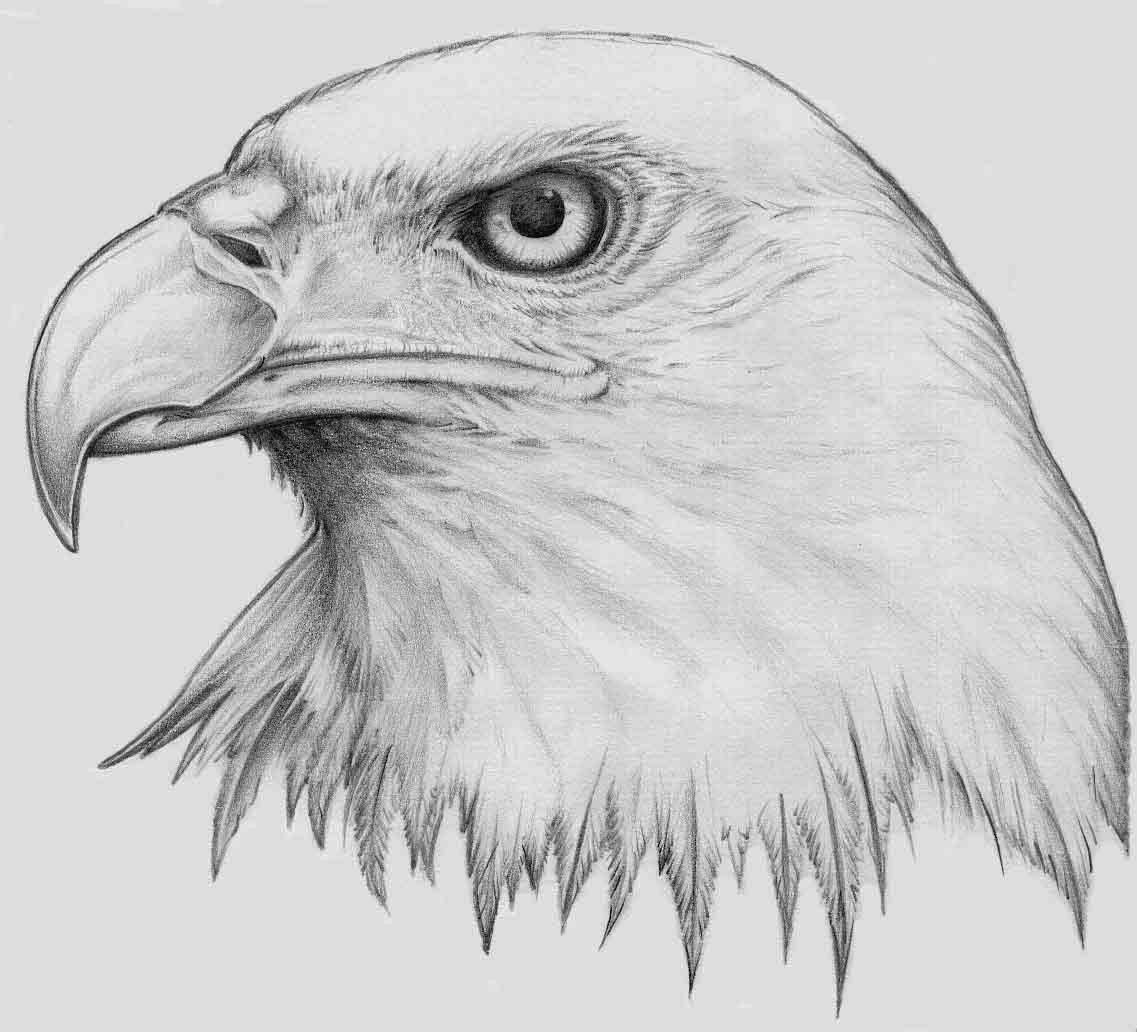 Simple Bald Eagle Drawing at PaintingValley.com | Explore collection of ...