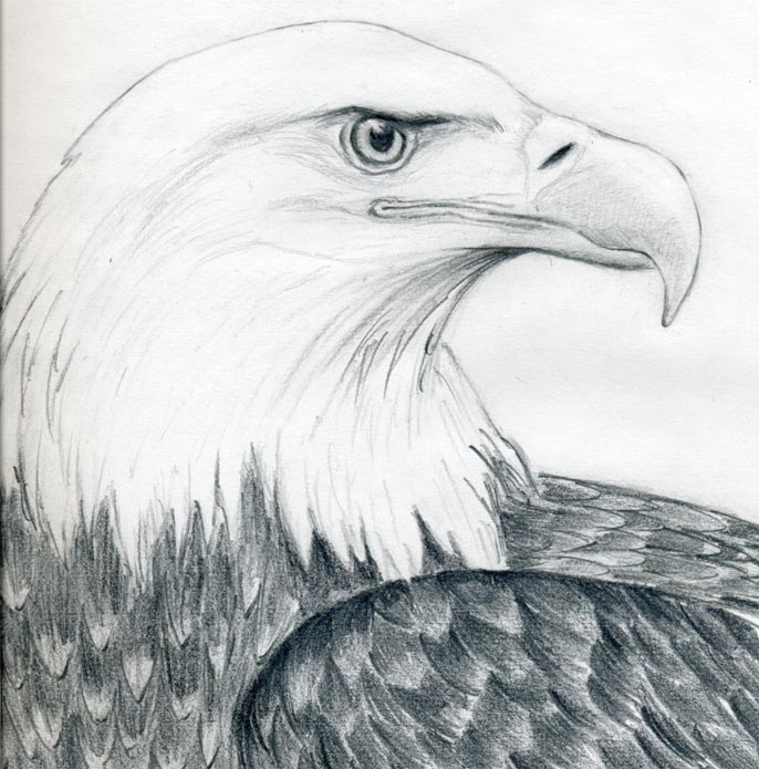 686x695 draw a bald eagle - Simple Bald Eagle Drawing