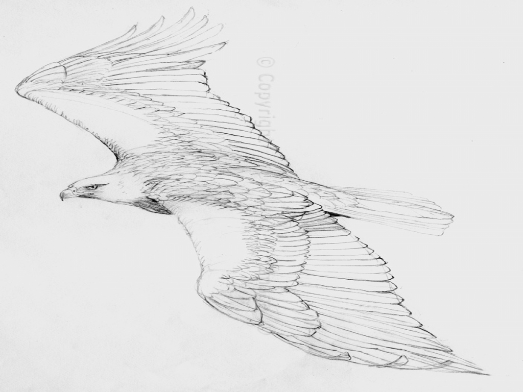 Simple Bald Eagle Drawing at PaintingValley.com | Explore collection of ...