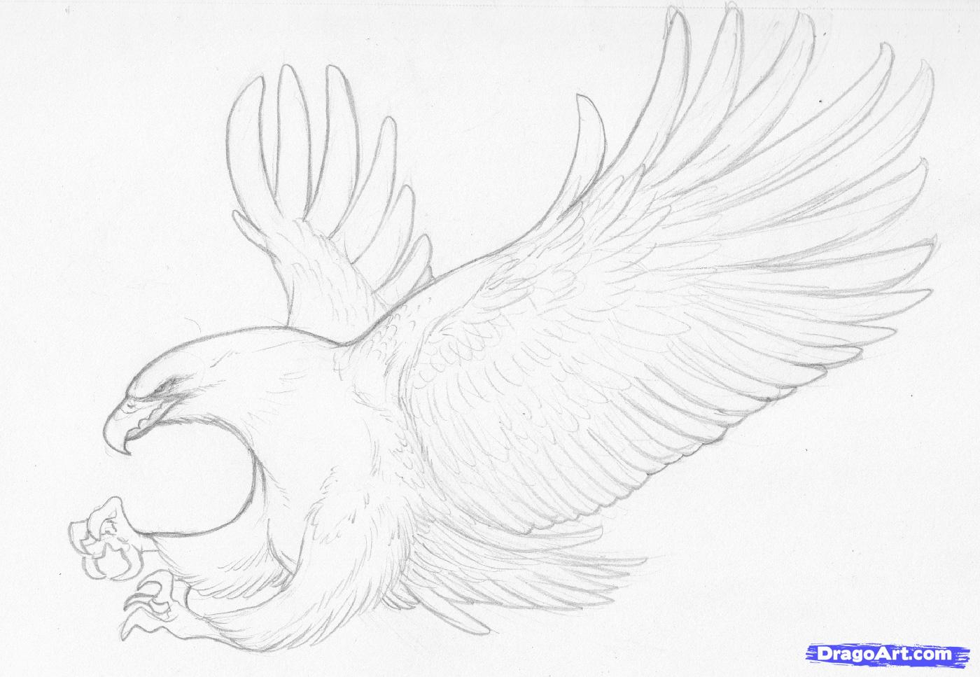 How To Draw A Eagle Flying Step By Step ~ Drawing Tutorial ...