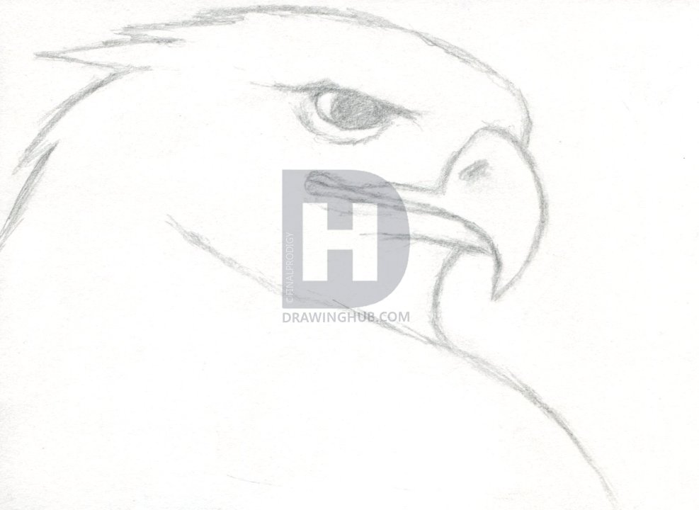 987x720 how to draw a realistic eagle, golden eagle, step - Simple Bald Eagle Drawing