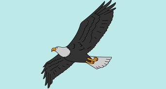 342x184 Ways To Draw An Eagle - Simple Bald Eagle Drawing