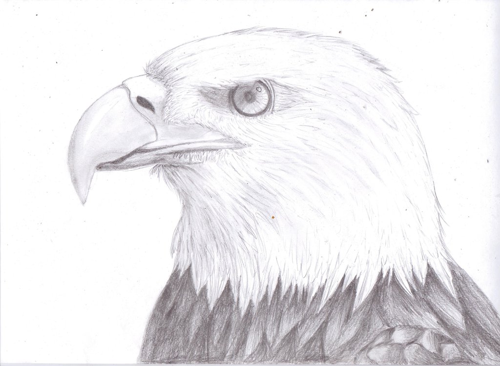 1024x750 simple bald eagle drawing - Simple Bald Eagle Drawing
