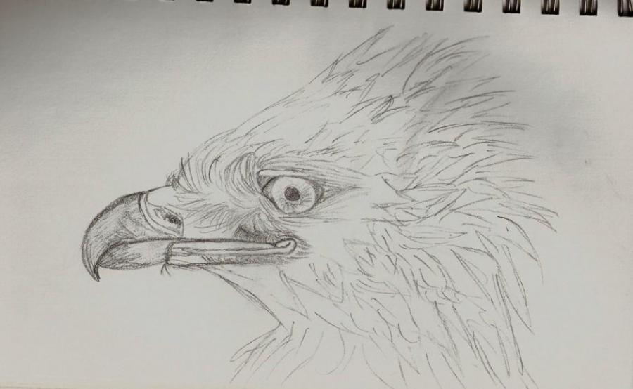 900x554 Golden Eagle Head Nature Drawings Pictures Drawings Ideas - Simple Bald Eagle Drawing