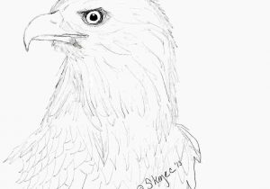 300x210 Sketch Eagle In Pencil Birdrhdragoartcom Step Simple Steps To Draw - Simple Bald Eagle Drawing
