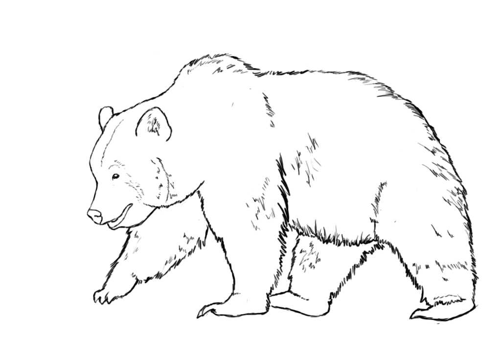 1024x704 How To Draw A Bear - Simple Bear Drawing