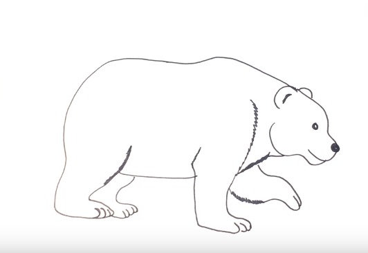532x366 How To Draw A Polar Bear Easy Step - Simple Bear Drawing