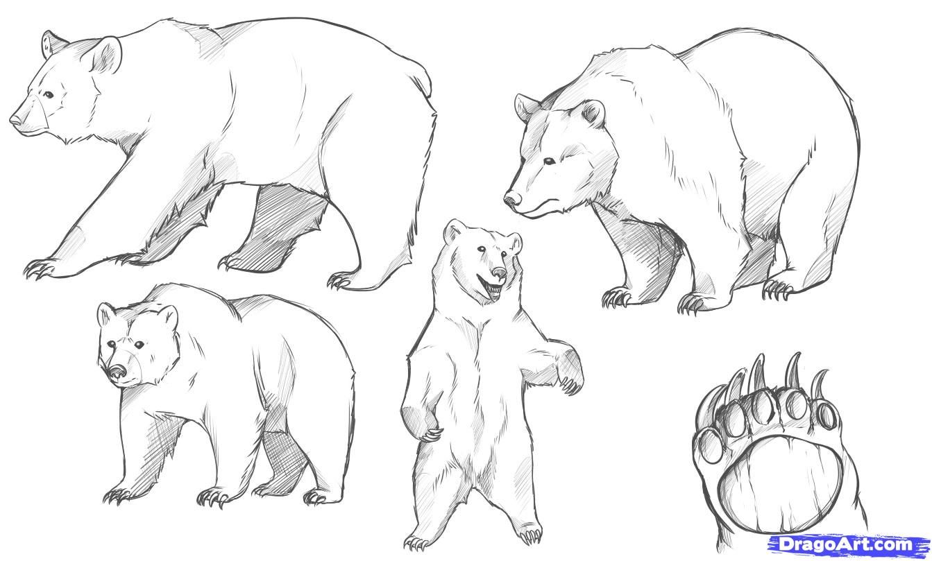 1343x809 the domain name is for sale in bears bear - Simple Bear Drawing