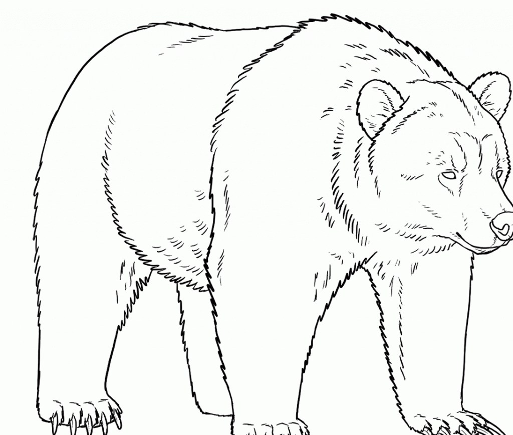 1024x868 Grizzly Bear Drawing Easy - Simple Bear Drawing