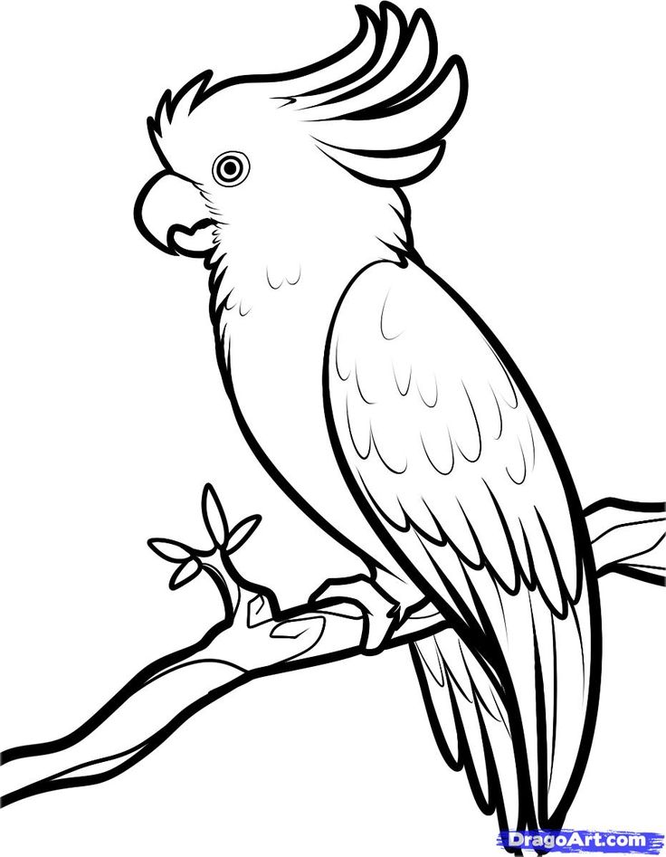 736x947 Bird Line Drawing Transparent Png Clipart Free Download - Simple Bird Line Drawing