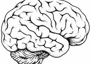 300x210 easy brain pictures to draw - Simple Brain Drawing