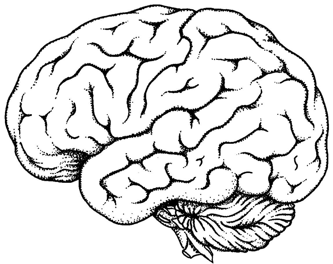 1148x911 simple brain drawing - Simple Brain Drawing