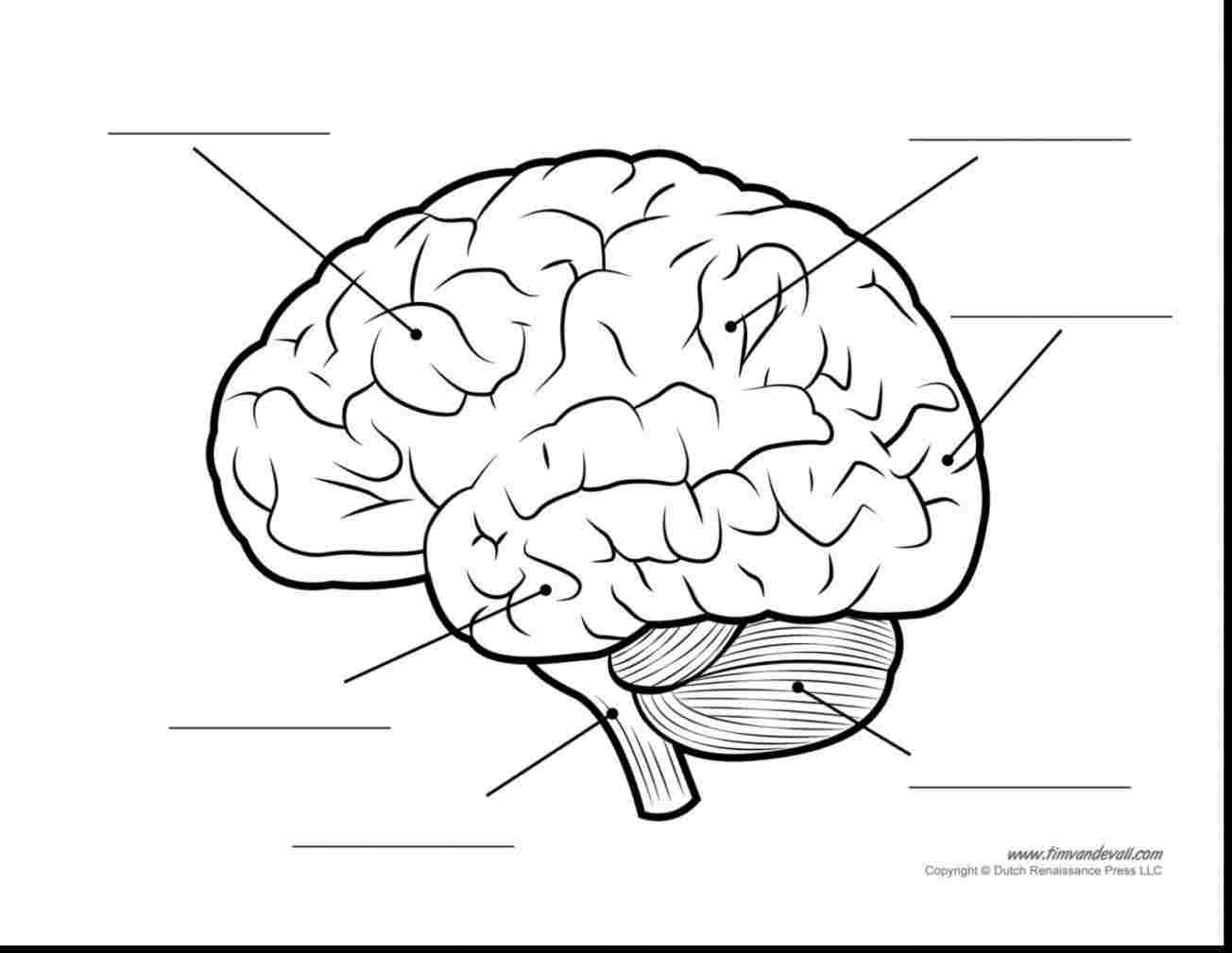 1304x1009 simple human brain drawing - Simple Brain Drawing