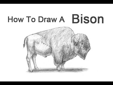 480x360 How To Draw A Bison - Simple Buffalo Drawing