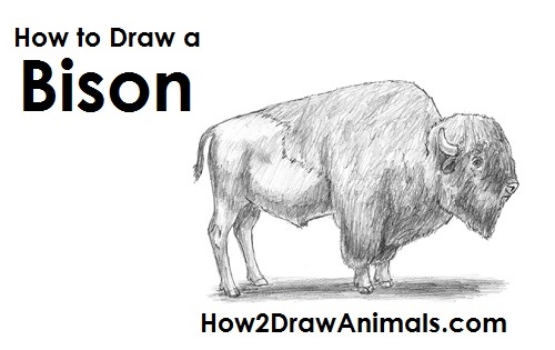 500x315 How To Draw A Bison - Simple Buffalo Drawing
