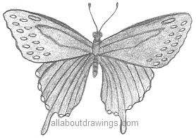 278x196 Butterfly Pencil Drawings - Simple Butterfly Drawing