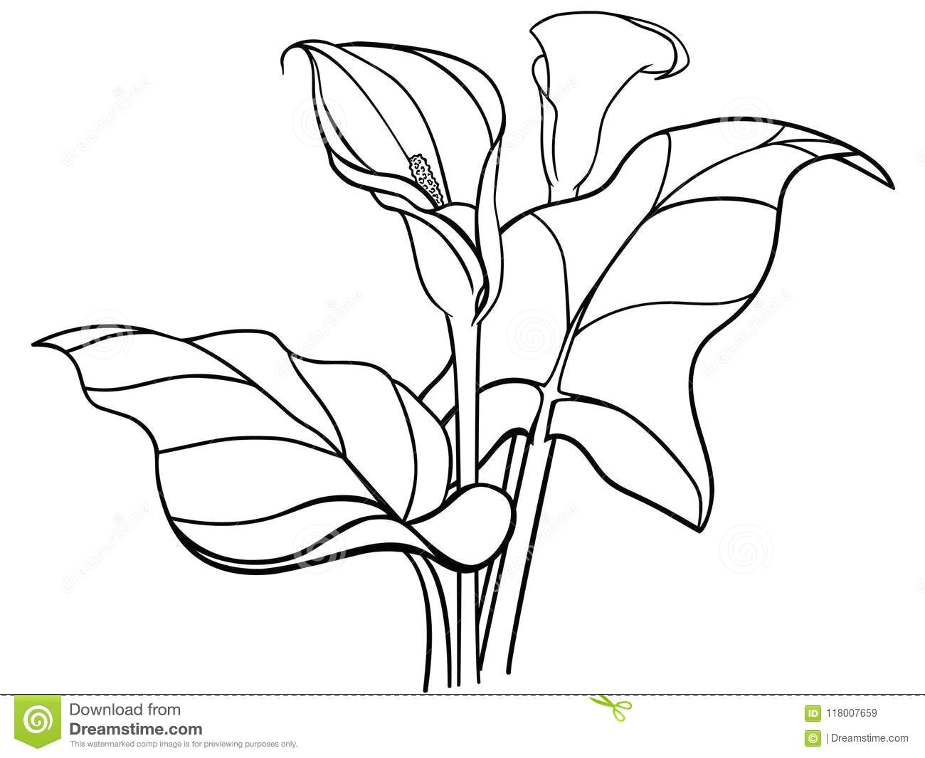 1300x1065 drawing calla lily simple flowers clipart - Simple Calla Lily Drawing