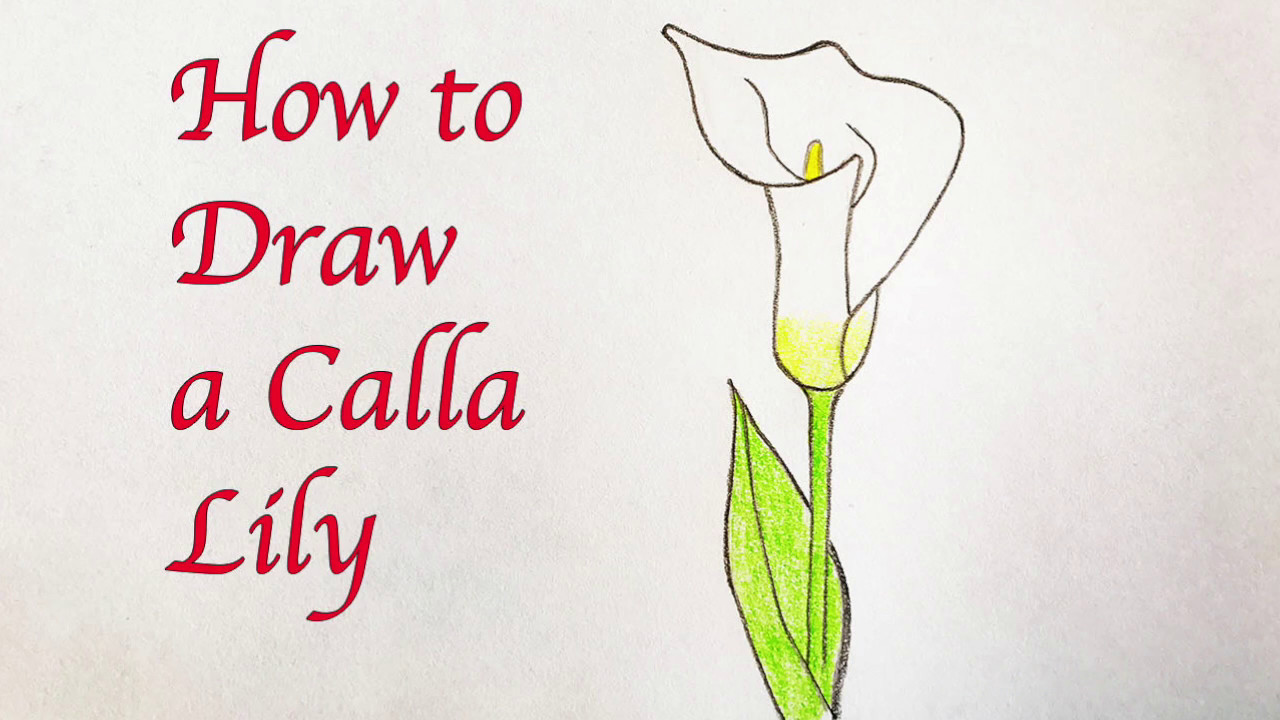 1280x720 drawing for kids how to draw a calla lily - Simple Calla Lily Drawing
