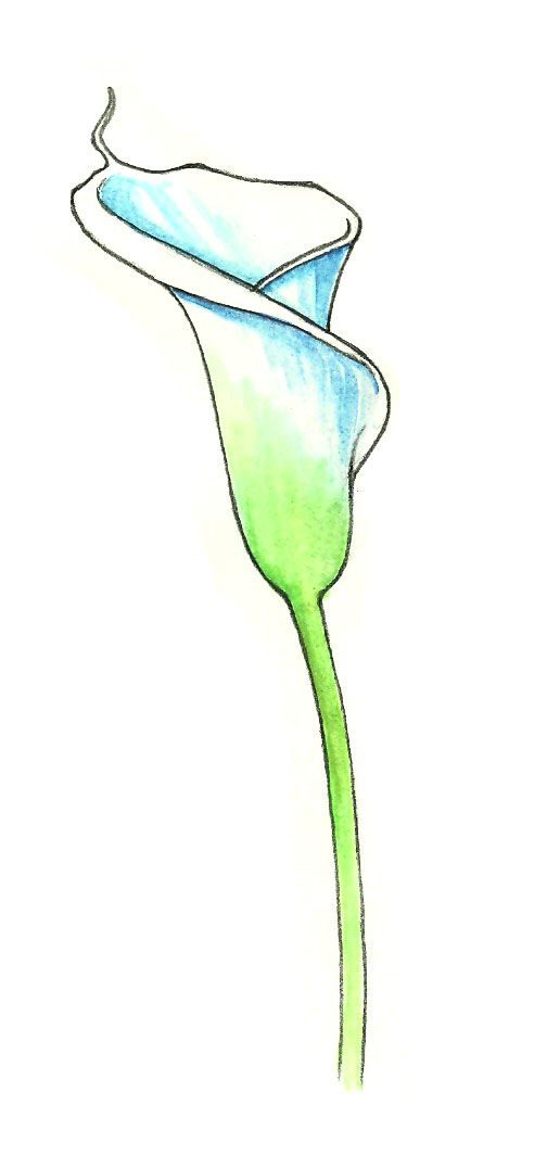 504x1076 How To Draw Calla Lillies Steps - Simple Calla Lily Drawing