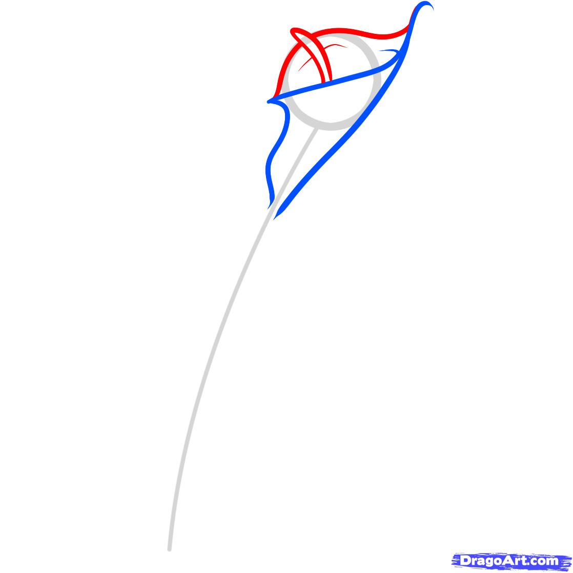 1118x1118 how to draw a calla lily, step - Simple Calla Lily Drawing