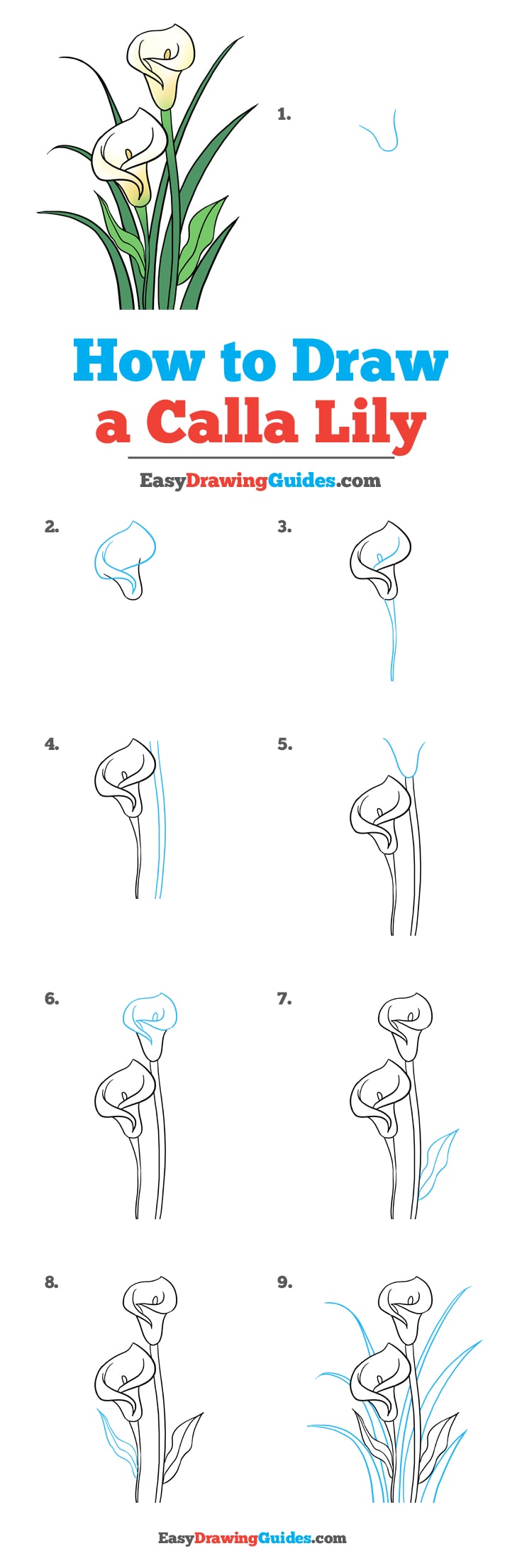 736x2212 how to draw a calla lily - Simple Calla Lily Drawing