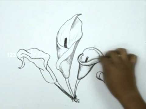 480x360 how to draw a calla lily - Simple Calla Lily Drawing