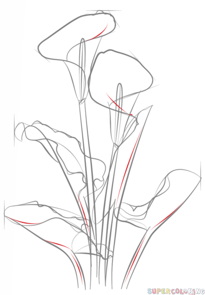 399x575 how to draw a calla lily step - Simple Calla Lily Drawing