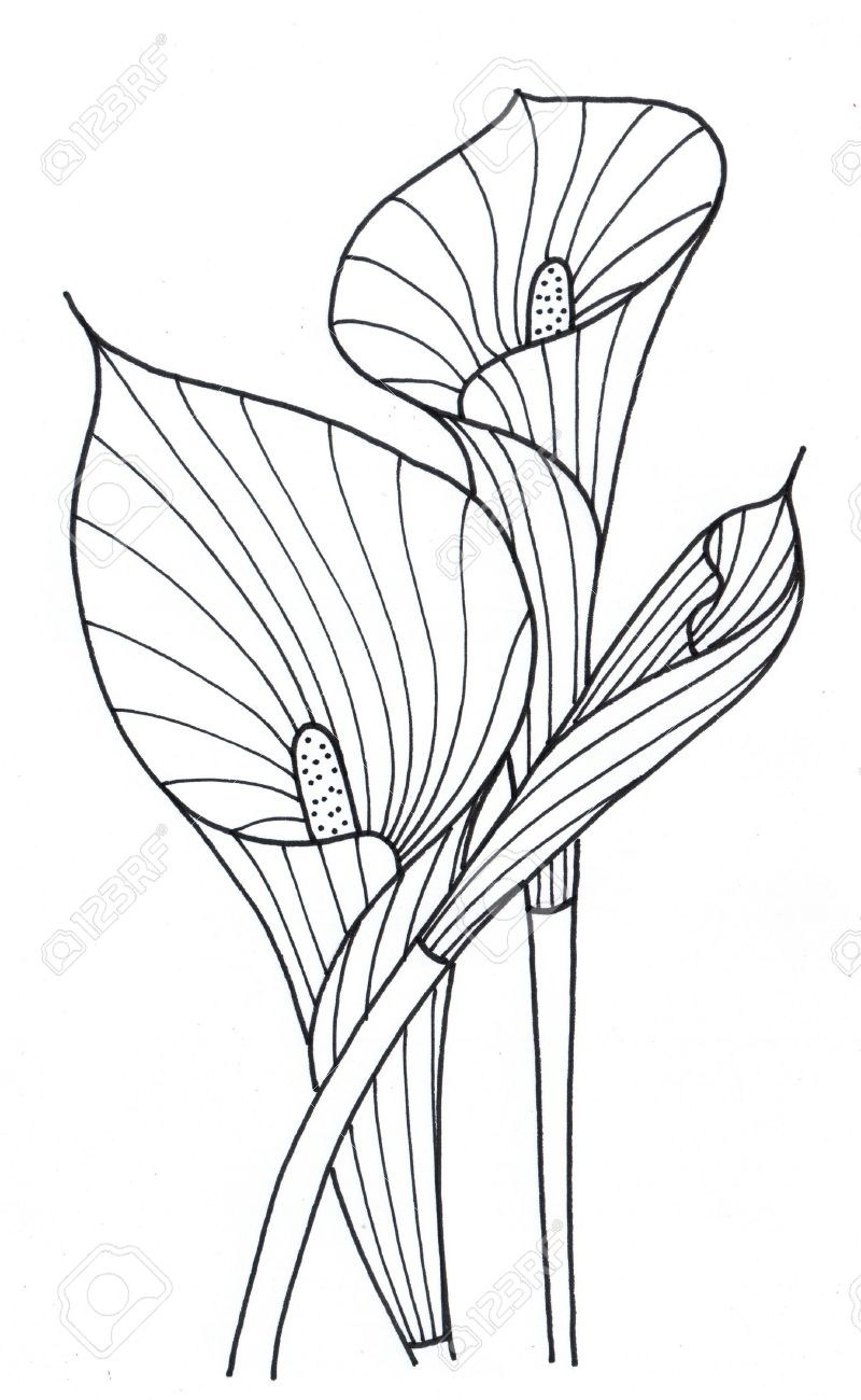 800x1300 manly kids hub how to draw calla lily leaves archives new calla - Simple Calla Lily Drawing