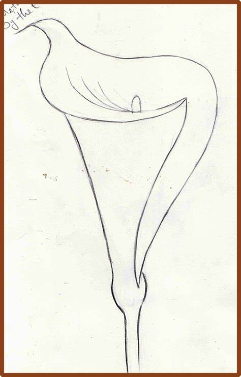 474x740 simple calla lily drawing simple quotes about lilies quotesgram - Simple Calla Lily Drawing