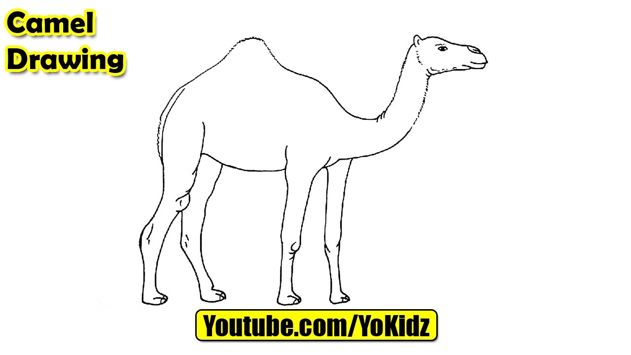 1280x720 how to draw camel for kids - Simple Camel Drawing