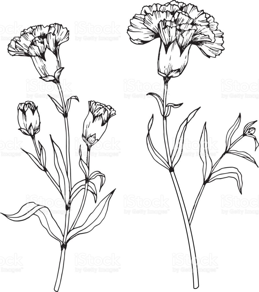 Carnation Line Drawing at Explore collection of