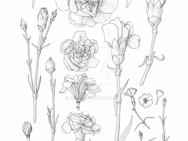 640x480 Free Drawn Carnation, Download Free Clip Art - Simple Carnation Drawing