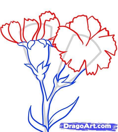 477x532 How To Draw Carnations, Step - Simple Carnation Drawing