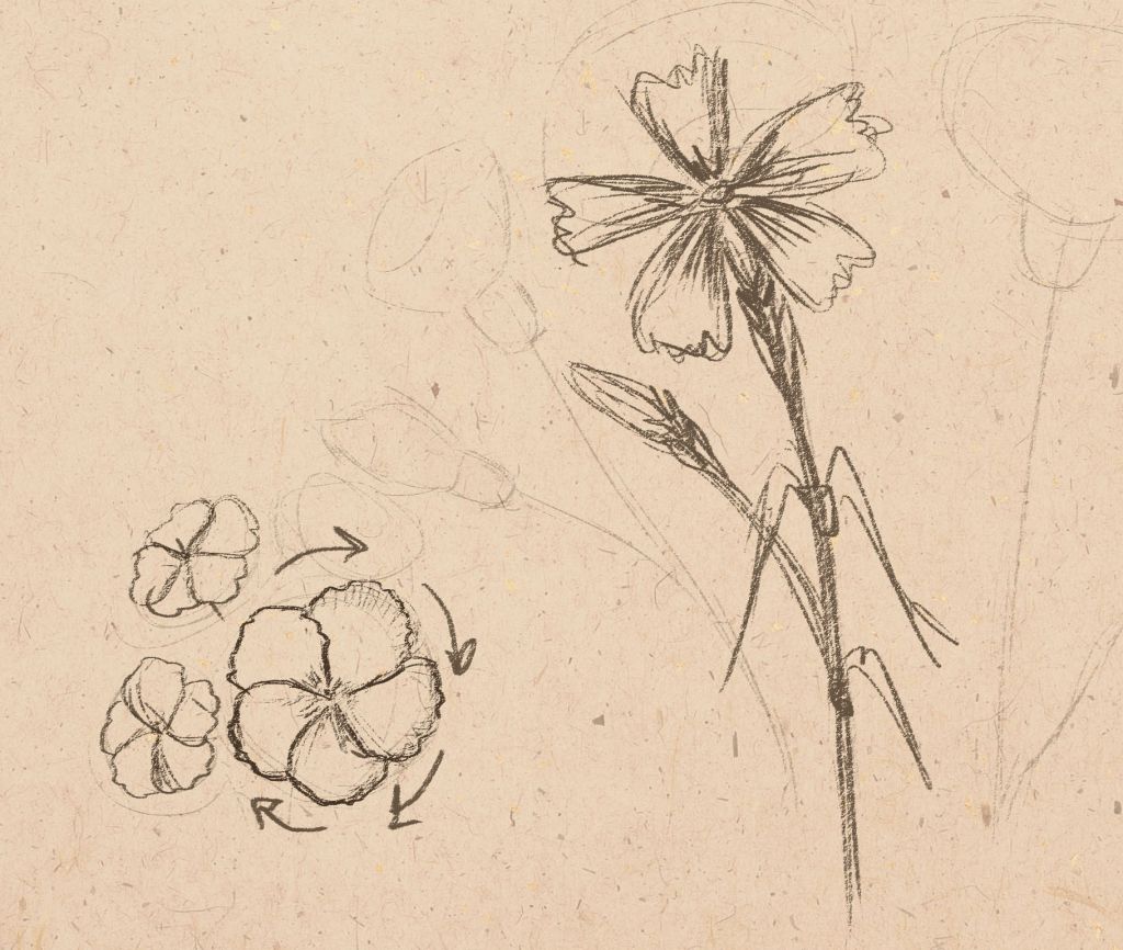 1024x866 How To Draw Carnations - Simple Carnation Drawing