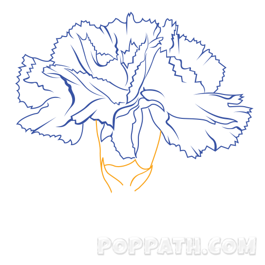 544x544 petal drawing carnation transparent png clipart free download - Simple Carnation Drawing